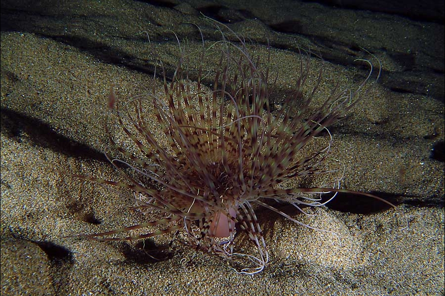 Pachycerianthus solitarius